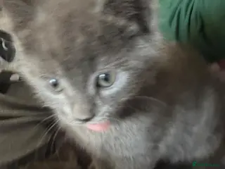 British Shorthair cats 4 beautiful kittens - Advert 1