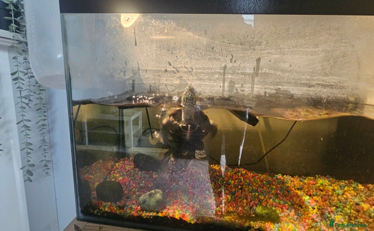 Turtle reptiles - Advert 6