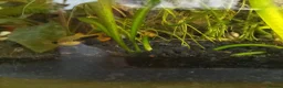 Platies fish for sale: Platy fry  - Advert 3