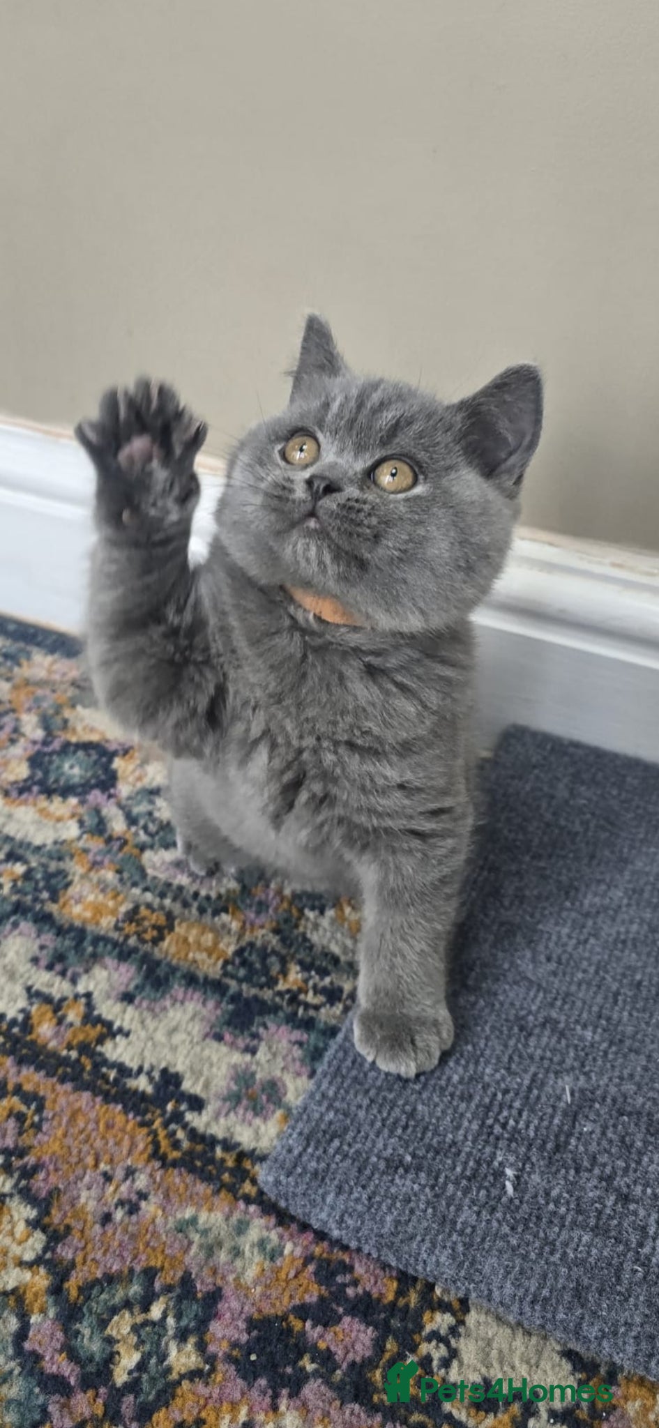 British Shorthair cats Gorgeous cute British Short Hair Kittens - Advert 2