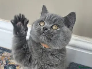 British Shorthair cats Gorgeous cute British Short Hair Kittens - Advert 2