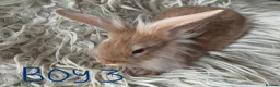 Lionhead rabbits for sale: Baby mini lop lion head rabbits  in Norwich - Advert 10