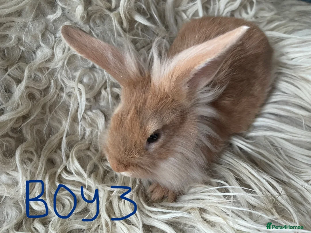 Lionhead rabbits for sale: Baby mini lop lion head rabbits  in Norwich - Advert 10