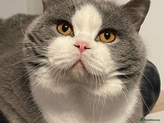 British Shorthair cats - Advert 29