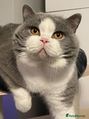 British Shorthair cats - Advert 18