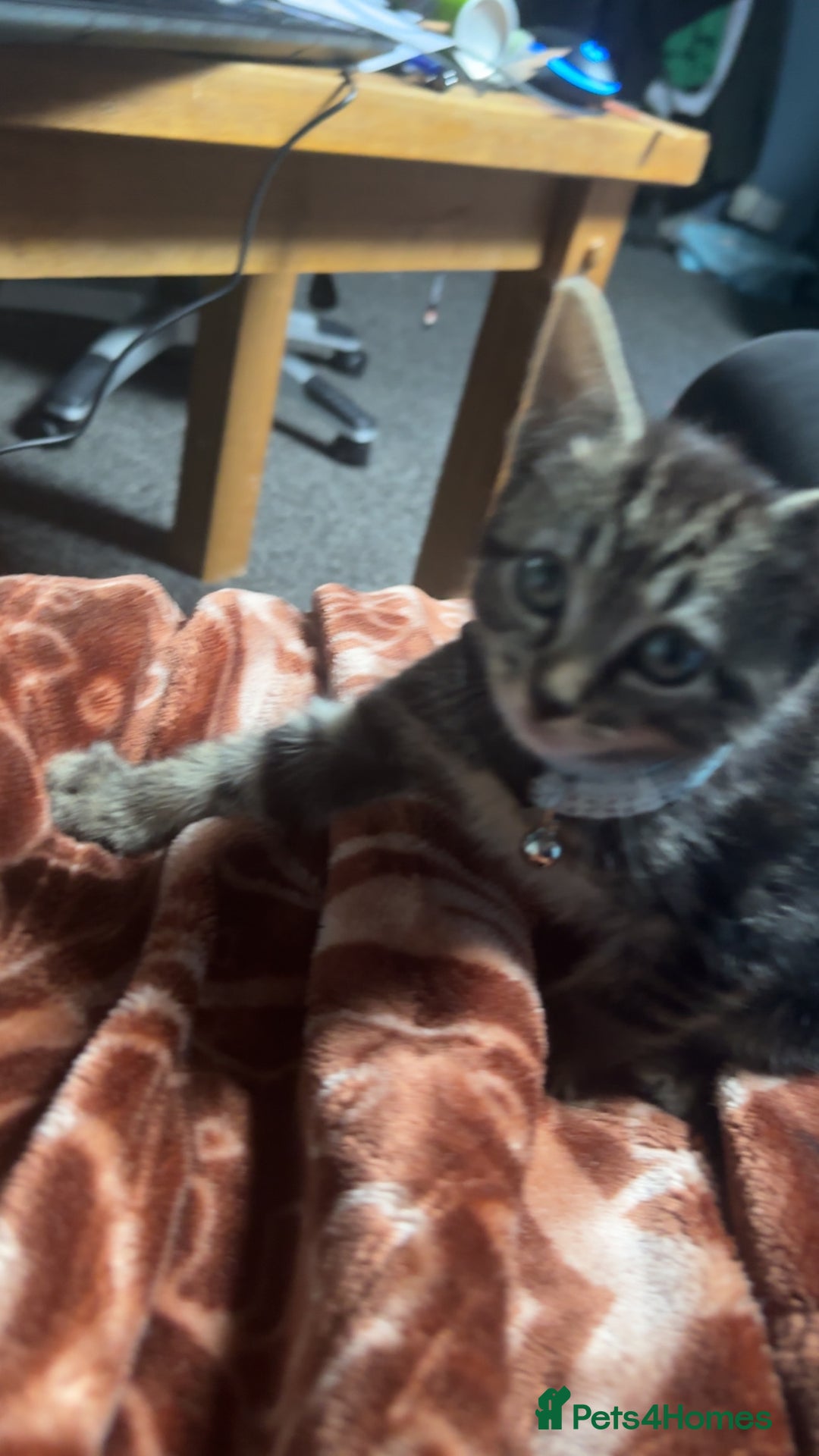 British Shorthair cats for sale: british shorthair tabby kitten - Image 6