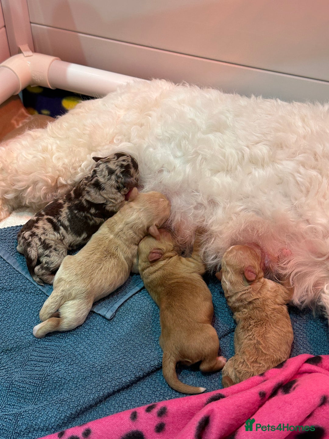 Cavapoo dogs for sale: F1B Cavapoo Puppies - Advert 14