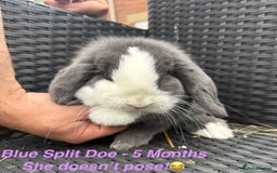 Mini Lop rabbits for sale: Mini Lops Bunnies. READ DESCRIPTION - Updated 22/7 in Chard - Image 27