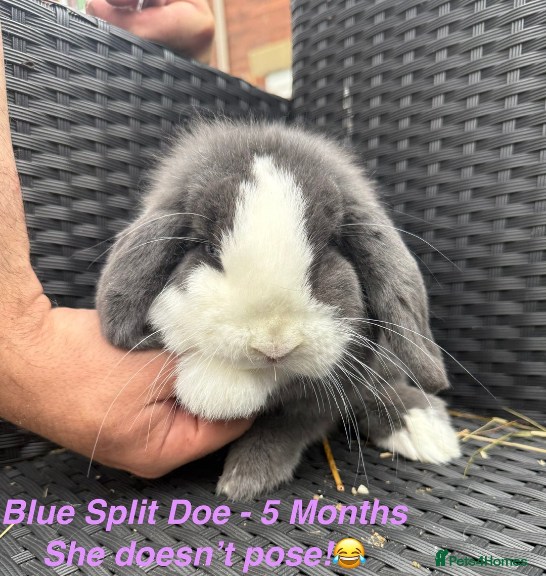 Mini Lop rabbits for sale: Mini Lops Bunnies. READ DESCRIPTION - Updated 22/7 in Chard - Image 27