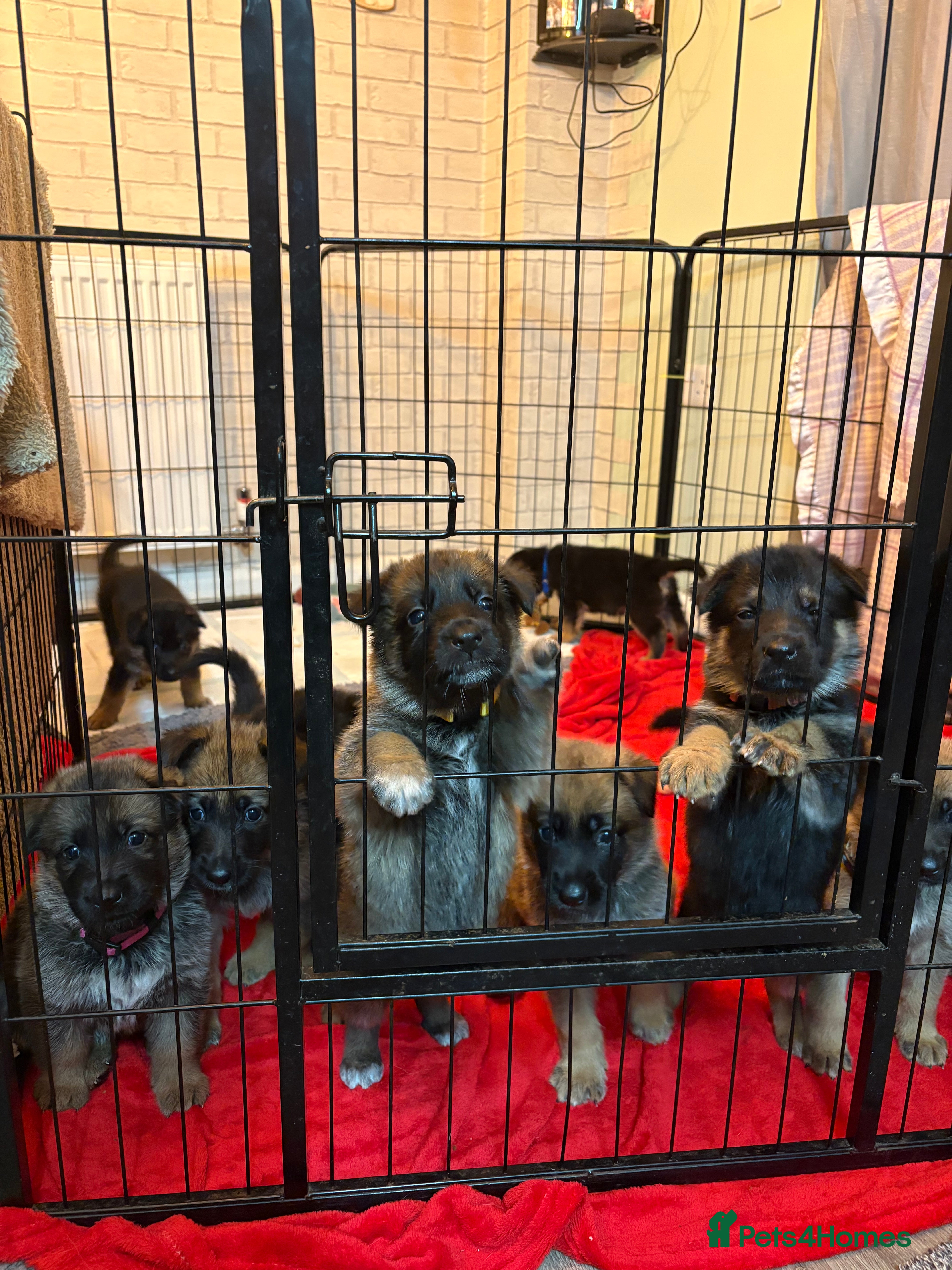 Mixed Breed dogs Belgian malinois x German Shepherd puppies  - Advert 6
