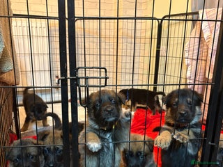 Mixed Breed dogs Belgian malinois x German Shepherd puppies - Advert 6