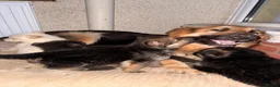 German Shepherd dogs for sale: Beautiful long haired puppies - Advert 2