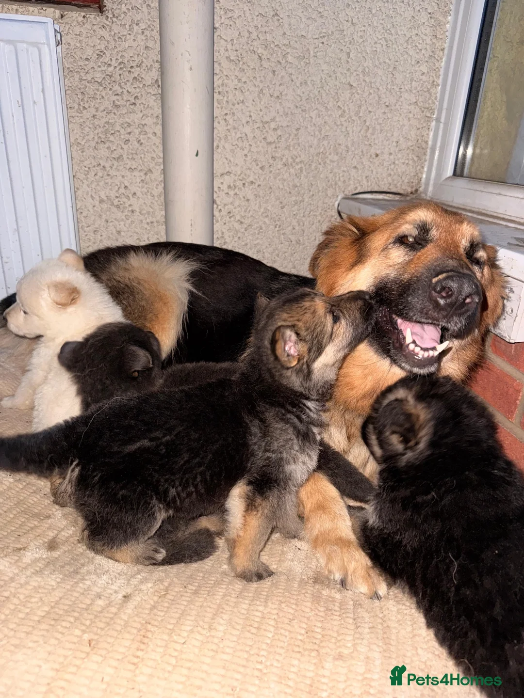 German Shepherd dogs for sale: Beautiful long haired puppies - Advert 2