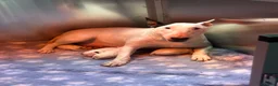 English Bull Terrier dogs for sale: Stunning English bull terrier puppies for sale  - Advert 23