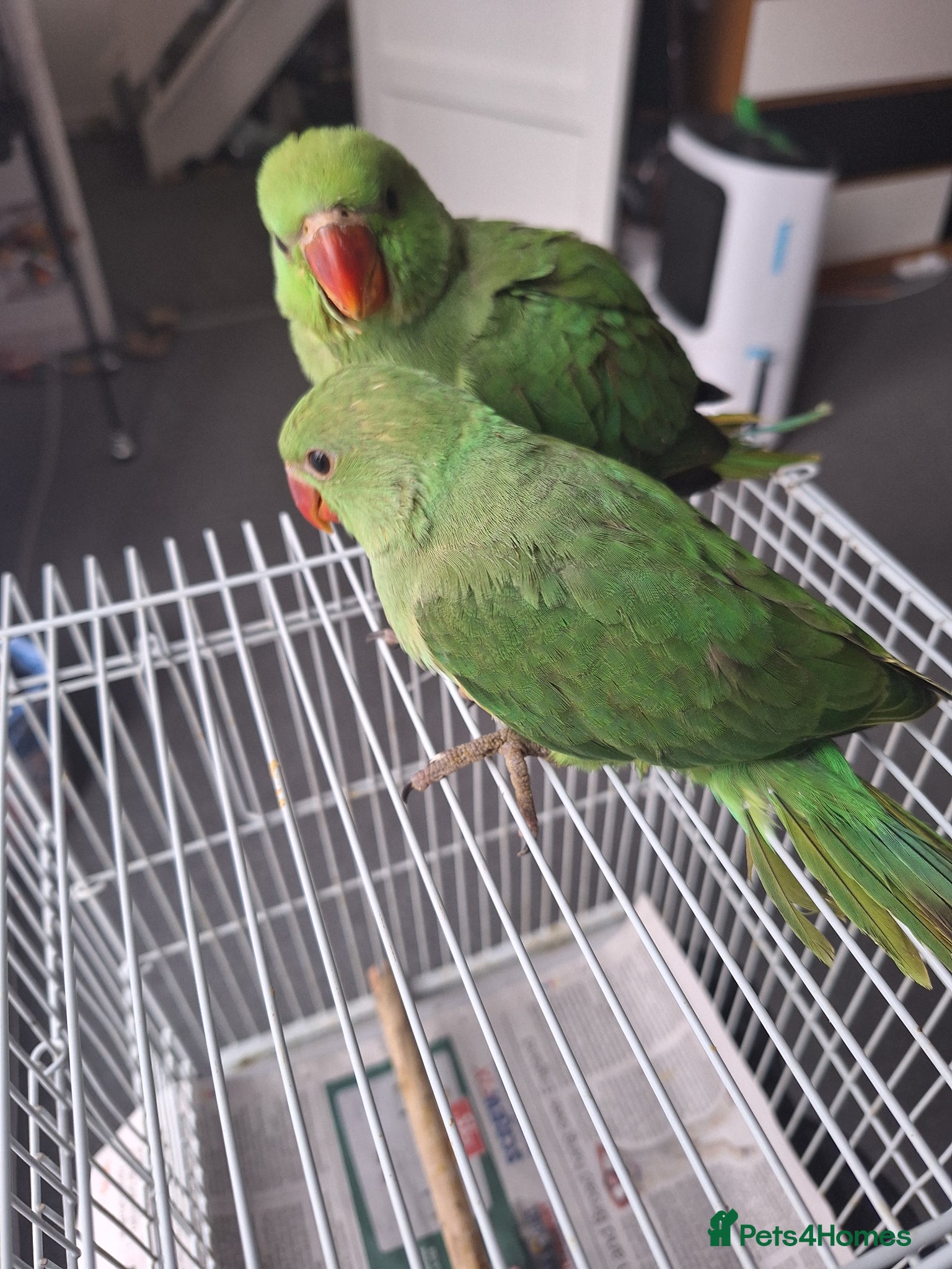 Ringnecks birds 2 baby ringnecks for sale - Advert 2