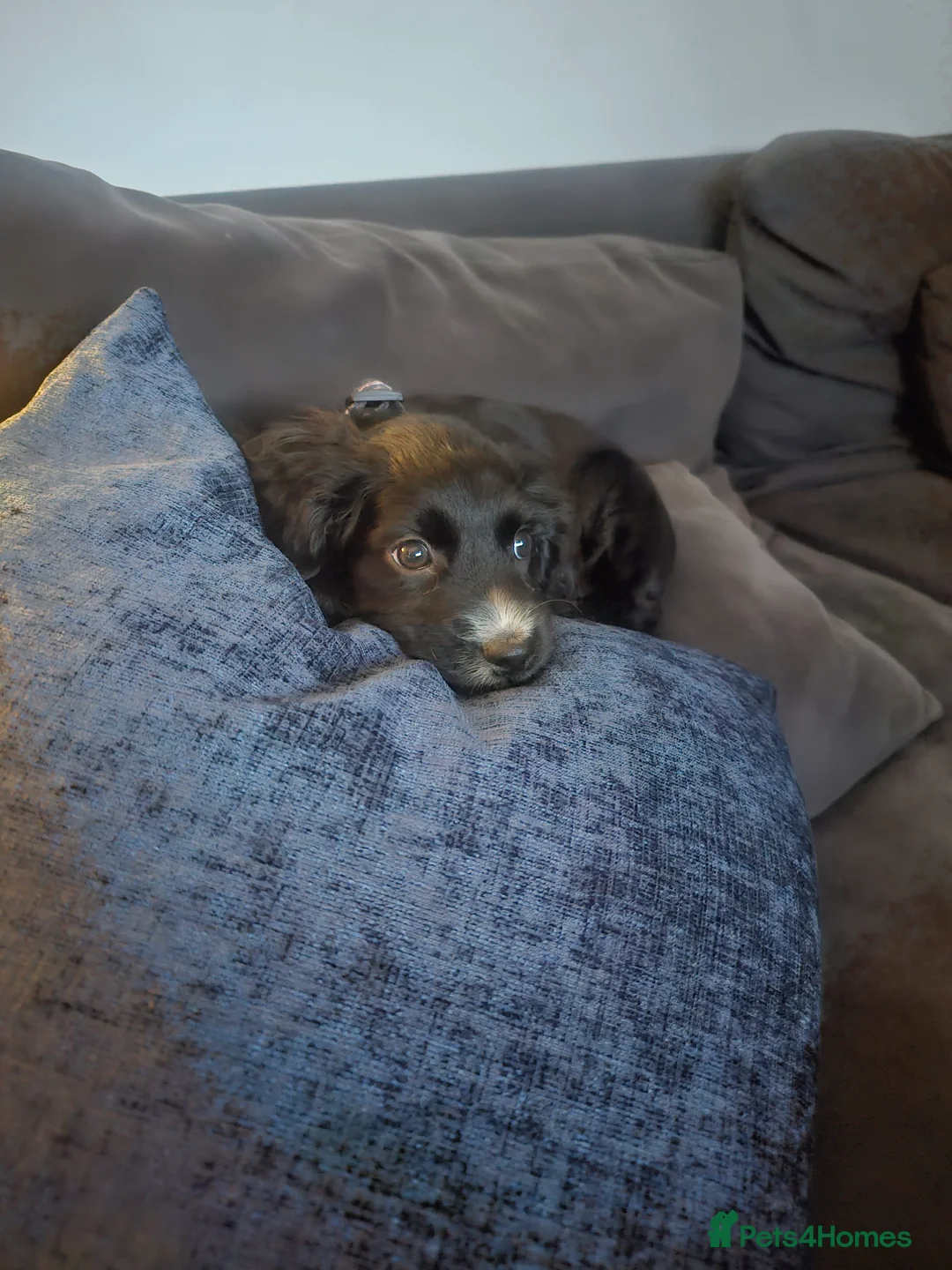 Cocker Spaniel dogs for sale: 9 Week Cocker Spaniel Girl for SALE - Advert 4