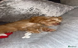 Cockapoo dogs for sale: F3 6 Month Old Cockapoo (Ralph) - Advert 10