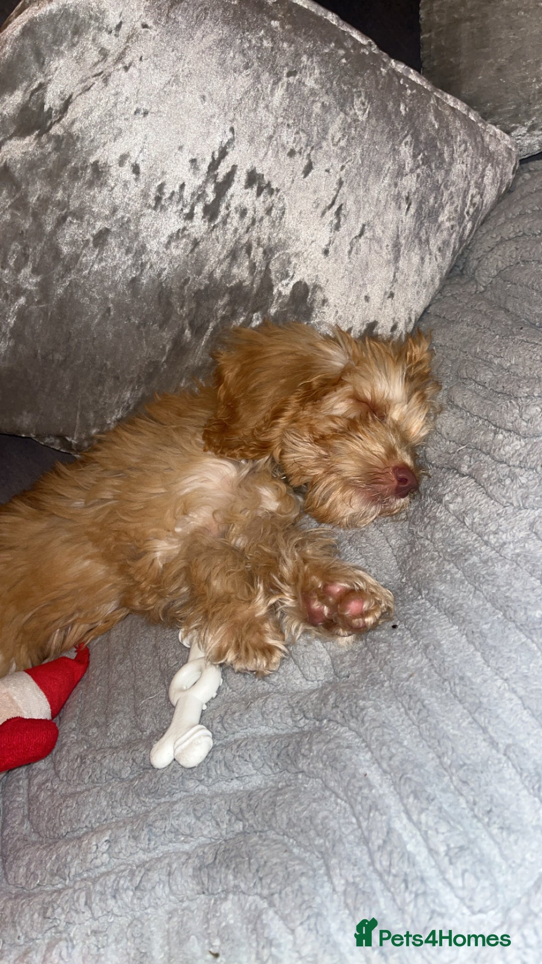 Cockapoo dogs for sale: F3 6 Month Old Cockapoo (Ralph) - Advert 10