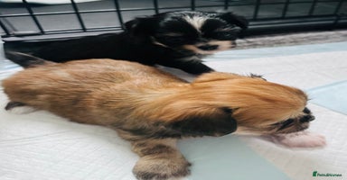 Mixed Breed dogs - Advert 10