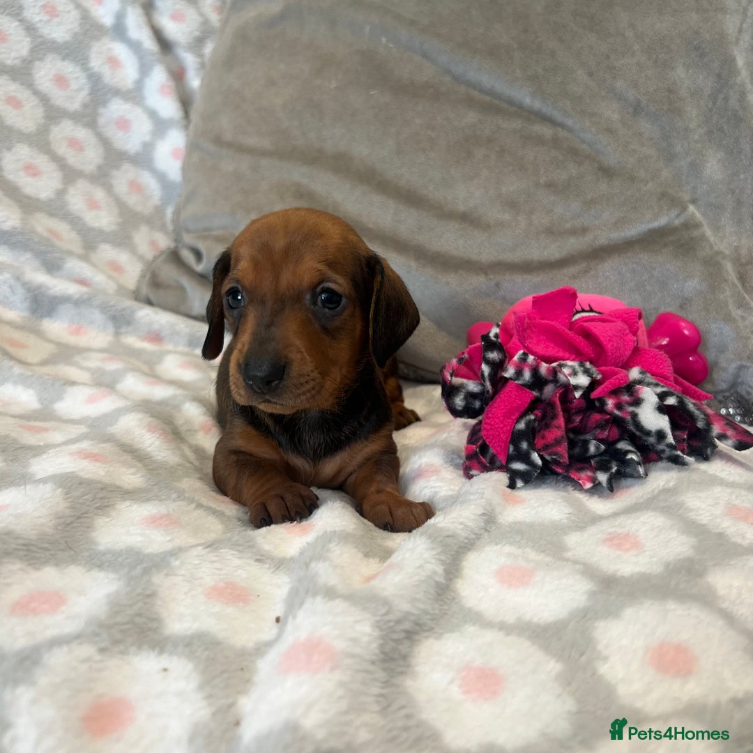 Dachshund dogs for sale: Standard smooth dachshunds from champion parents - Image 10