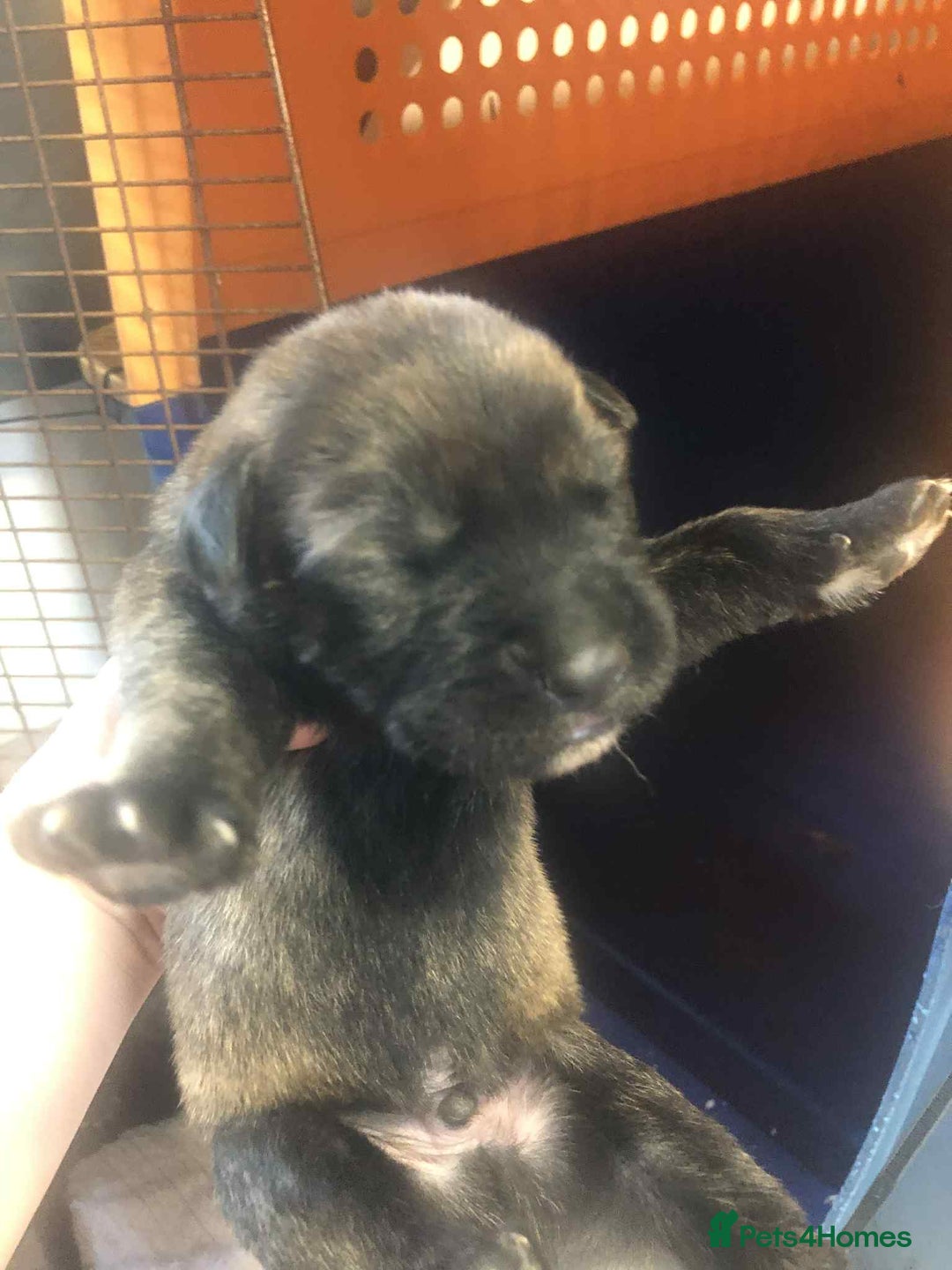 Mixed Breed dogs for sale: Cane corso cross German shepherd puppy’s  - Image 6