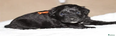 Orange collar girl 