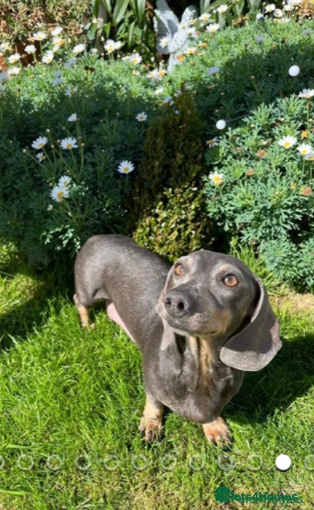 Miniature Dachshund dogs for sale: Miniature Daschund Puppy - Image 3