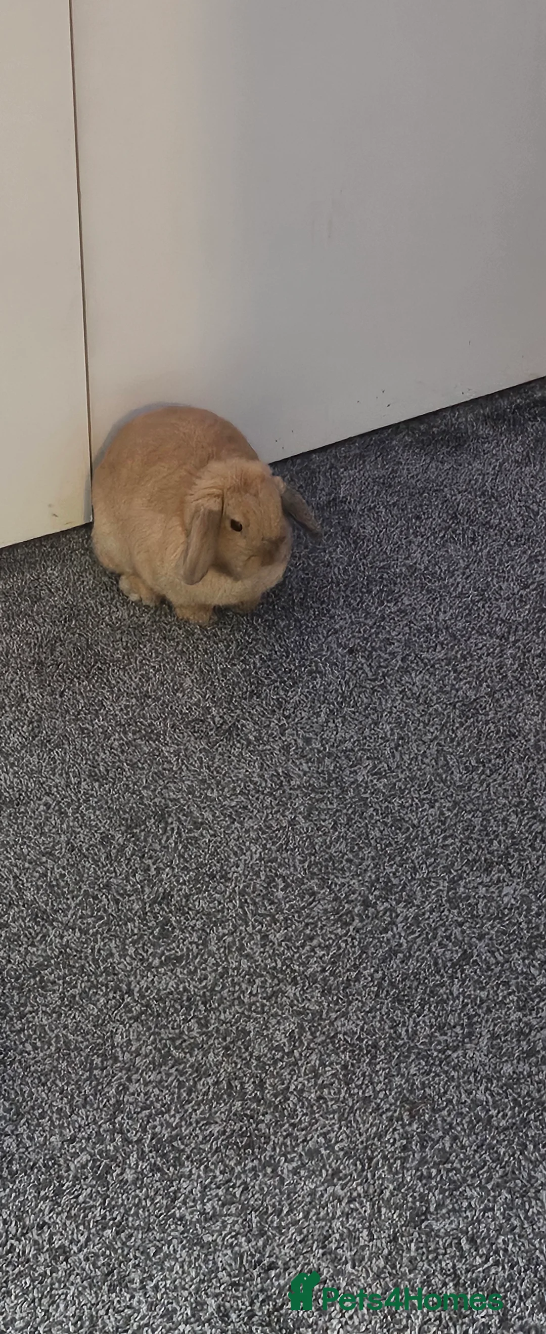 Mini Lop rabbits for sale: Mini lop Doe - Advert 3