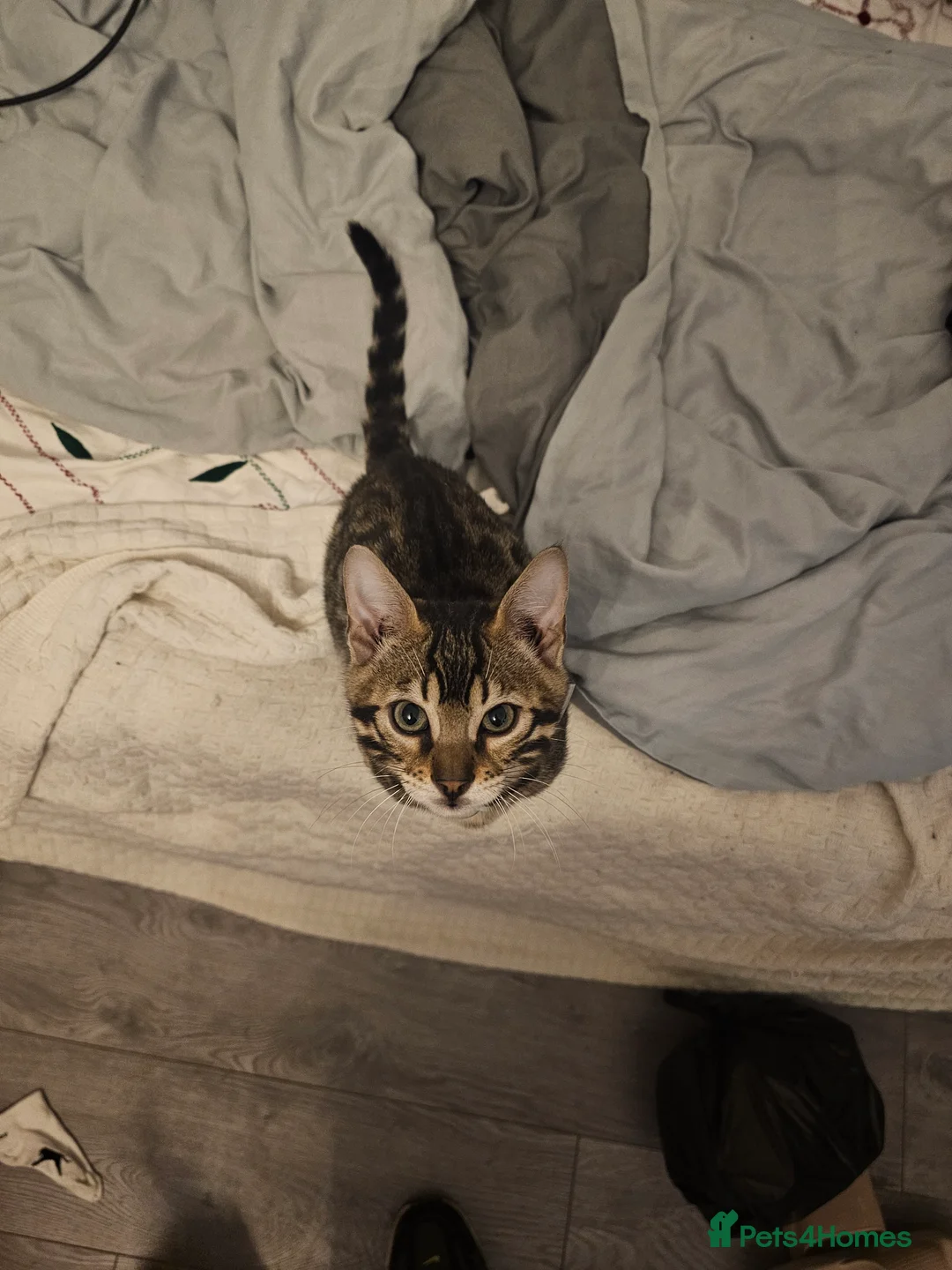 Bengal cats for sale: Bengal in London - Advert 6