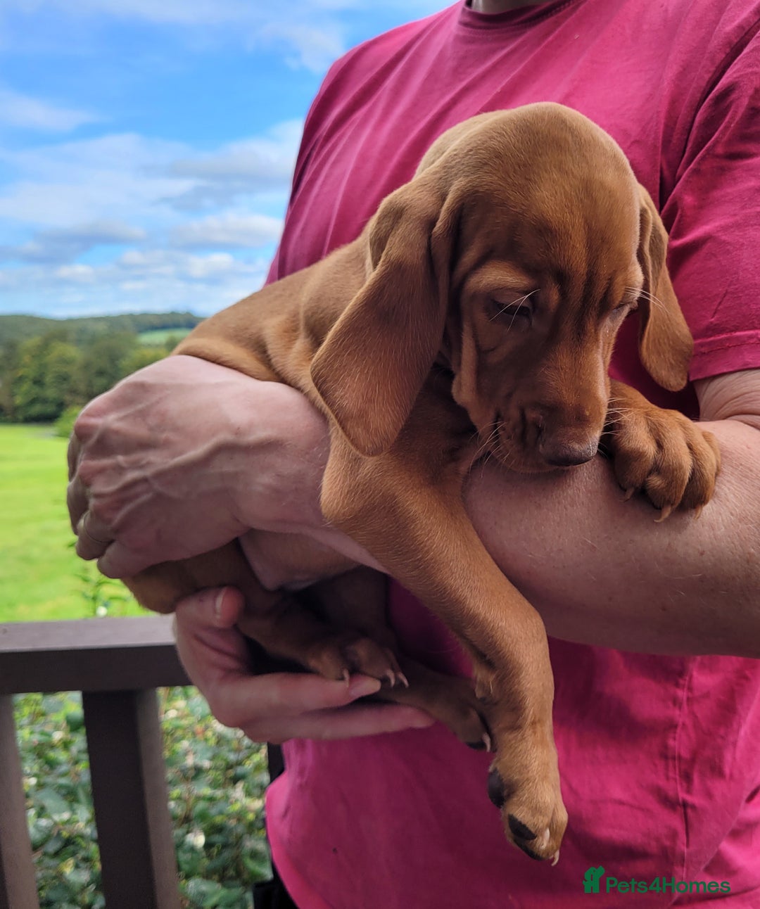 Hungarian Vizsla dogs for sale: Exceptional Vizsla Puppies - 5* Licenced Breeder  - Image 9