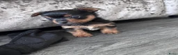 Yorkshire Terrier dogs for sale: Beautiful Yorkshire terrier puppies 🐶  in Poole - Advert 13