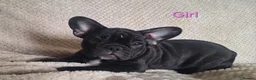 French Bulldog dogs for sale: 🐾 French bulldog puppies lookin for forever home - Advert 4