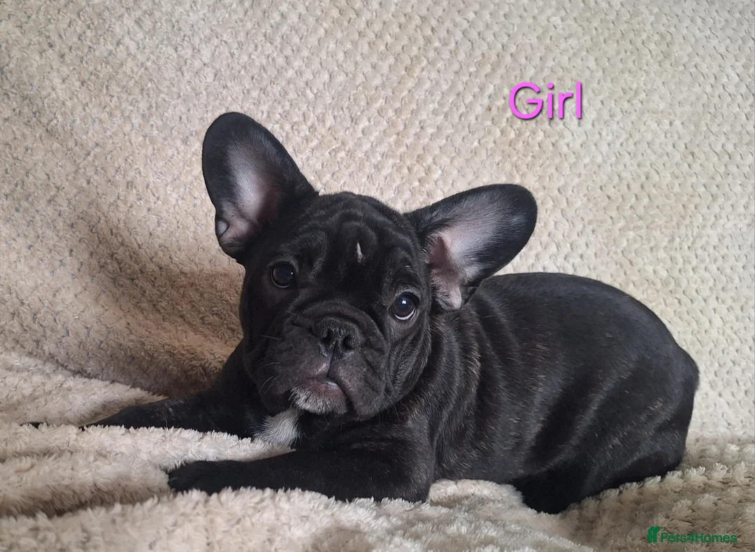 French Bulldog dogs for sale: 🐾 French bulldog puppies lookin for forever home - Advert 4
