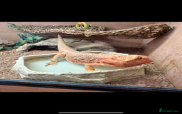 Bearded Dragon reptiles for sale: 🔥🔥🔥 BABY BEARDED DRAGONS 🔥🔥🔥 - Image 5