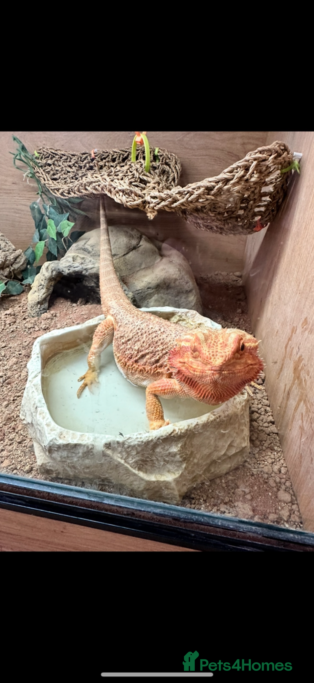 Bearded Dragon reptiles for sale: 🔥🔥🔥 BABY BEARDED DRAGONS 🔥🔥🔥 - Image 5