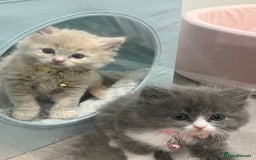 Ragdoll cats for sale: Persian x Ragdoll kittens - Image 5