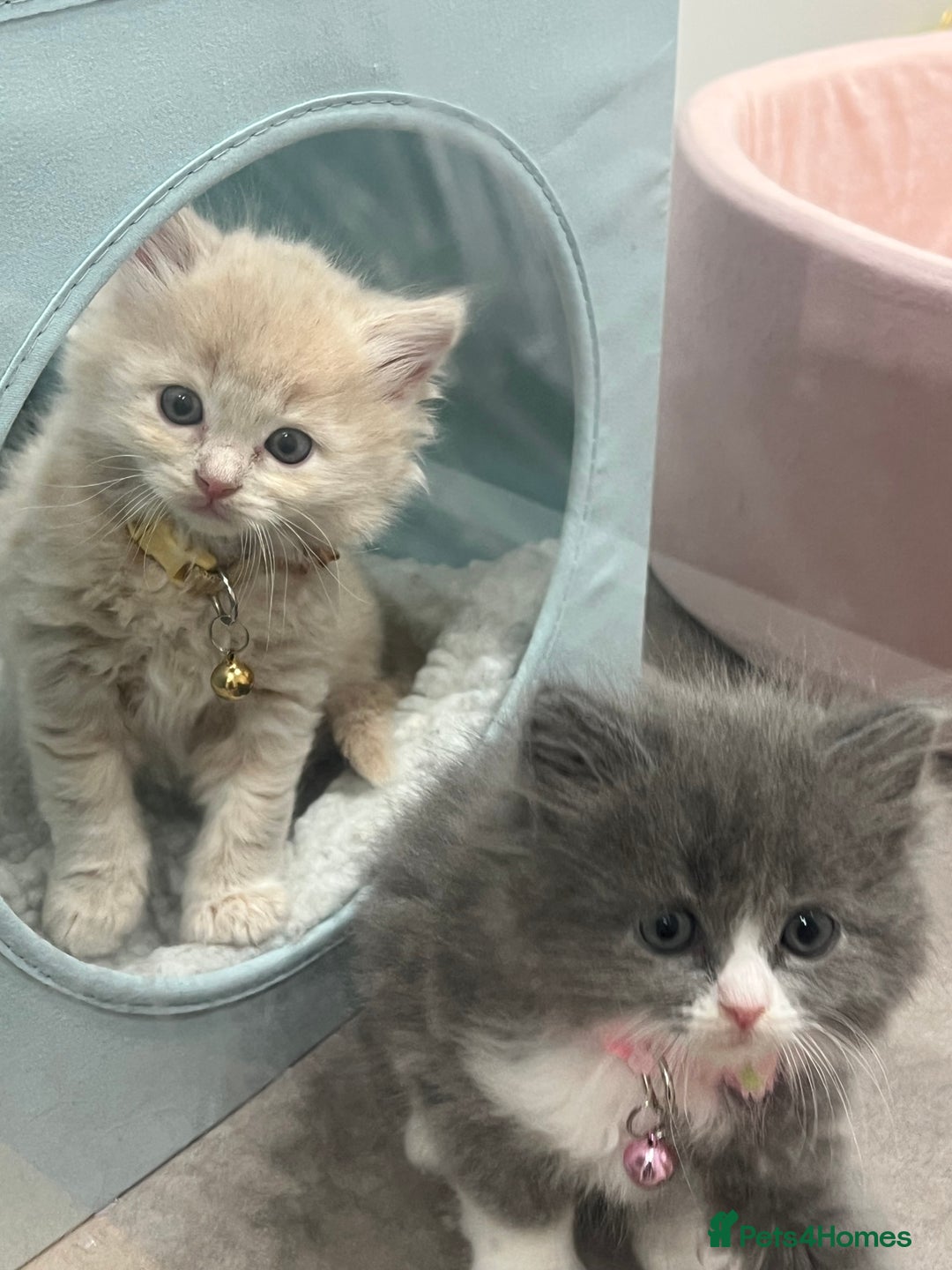 Ragdoll cats for sale: Persian x Ragdoll kittens - Image 5
