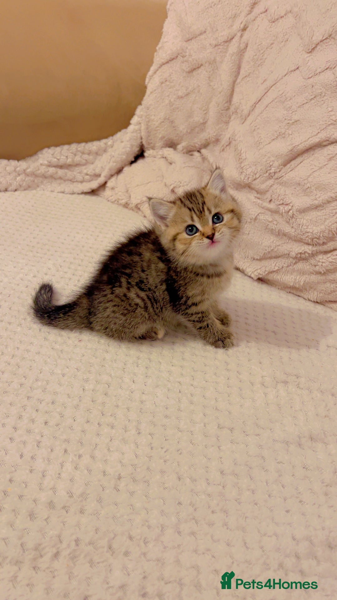 British Shorthair cats for sale: British short hair for sale kitten❤️ - Advert 10