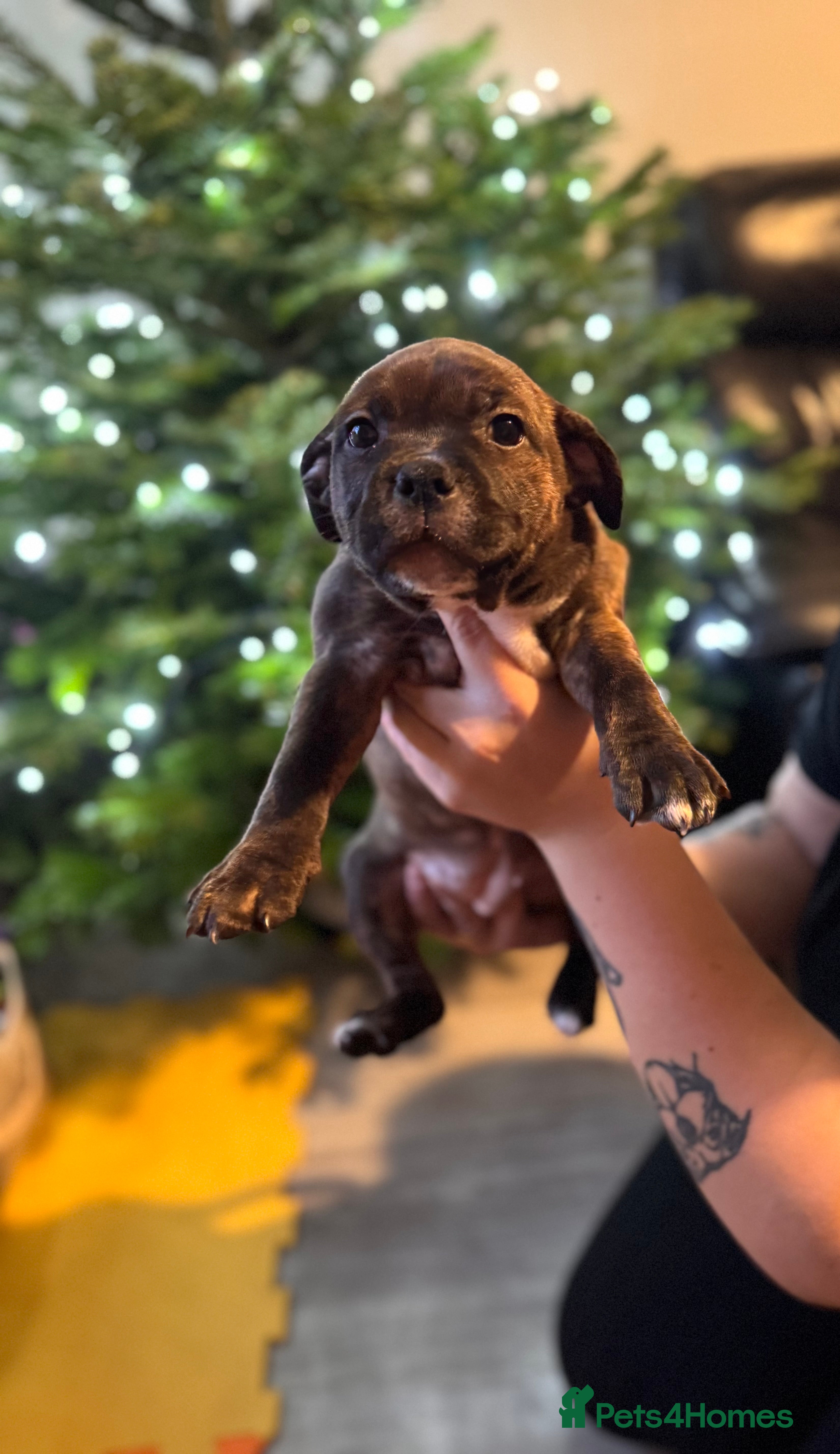 Staffordshire Bull Terrier dogs KC Staffordshire Bull Terrier Ready to leave now‼️ - Advert 14