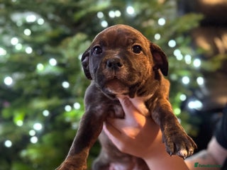 Staffordshire Bull Terrier dogs KC Staffordshire Bull Terrier Ready to leave now‼️ - Advert 5