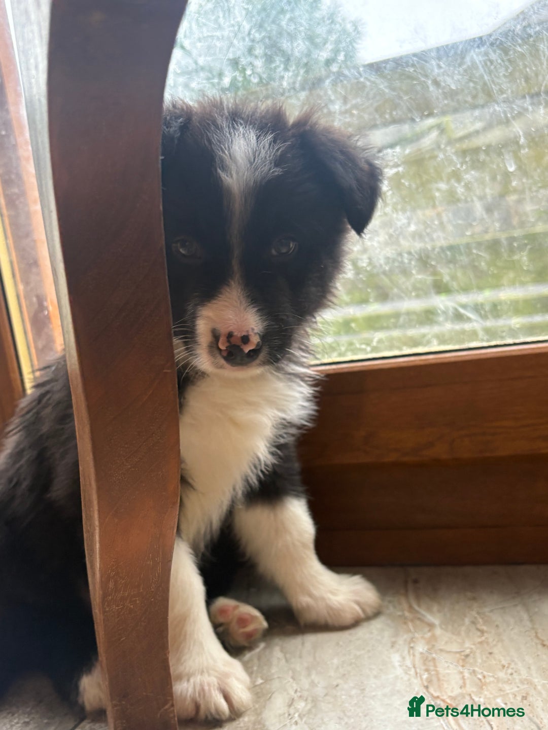Border Collie dogs for sale: Border collie puppies  - Advert 18