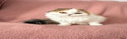 Ragdoll cats for sale: Beautiful Scottish Fold & Ragdoll Doll Mix Kittens - Advert 8