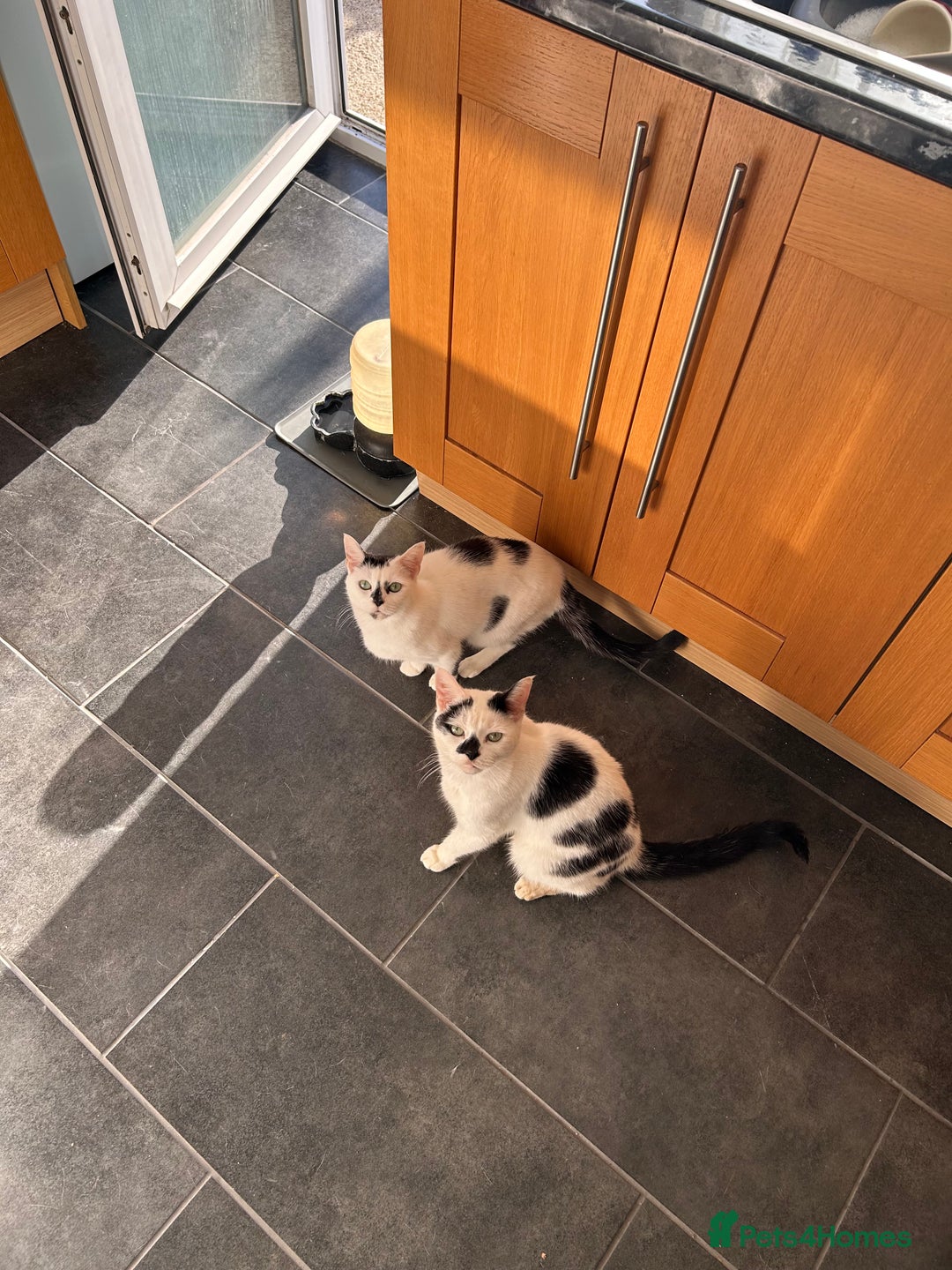 British Shorthair cats for sale: Coco and Dave - Image 1