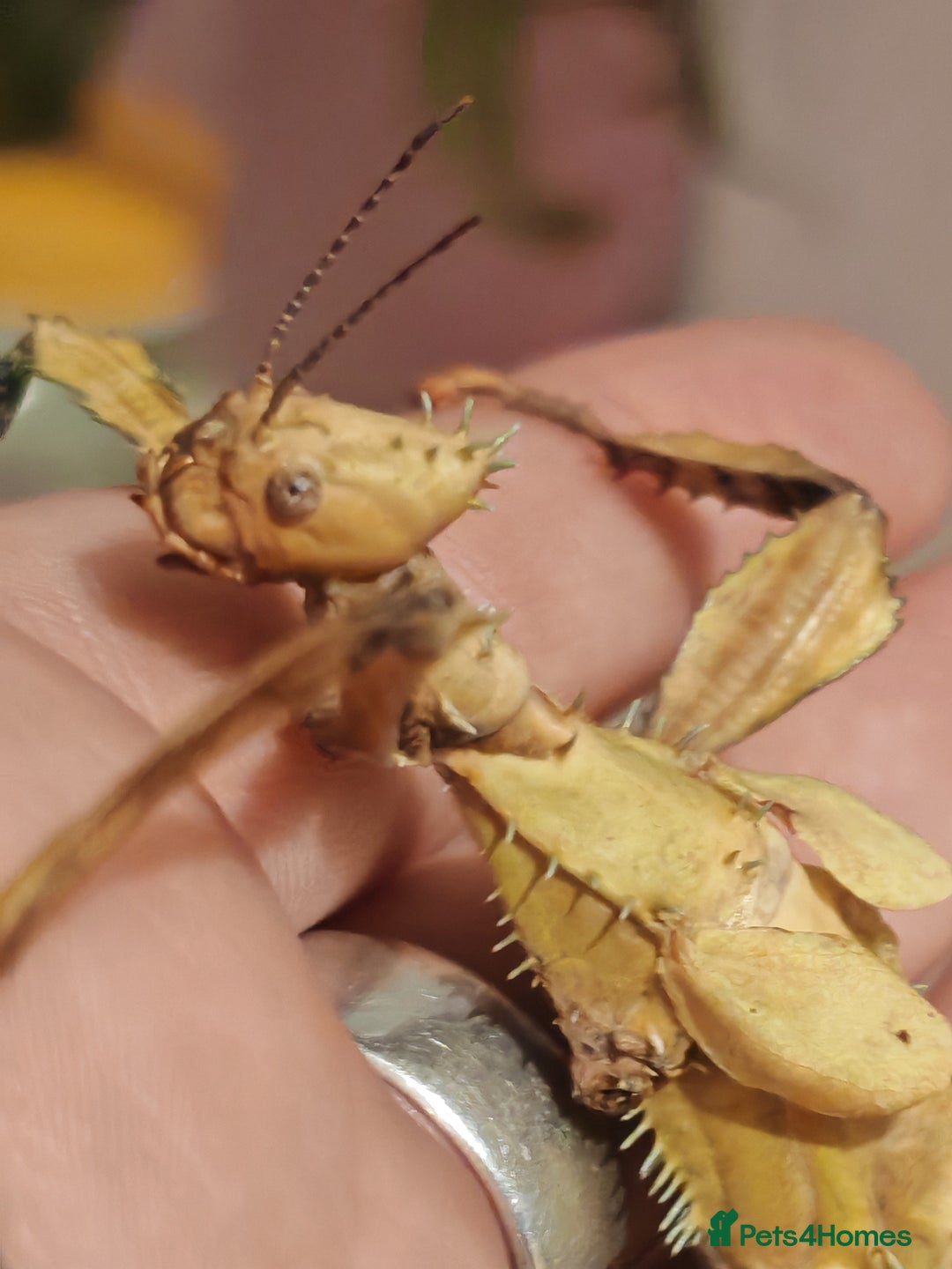 Stick Insects invertebrates for sale: Extatosoma tiaratum, Australian walking stick Eggs - Advert 1