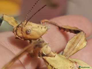 Stick Insects invertebrates Extatosoma tiaratum, Australian walking stick Eggs - Advert 6