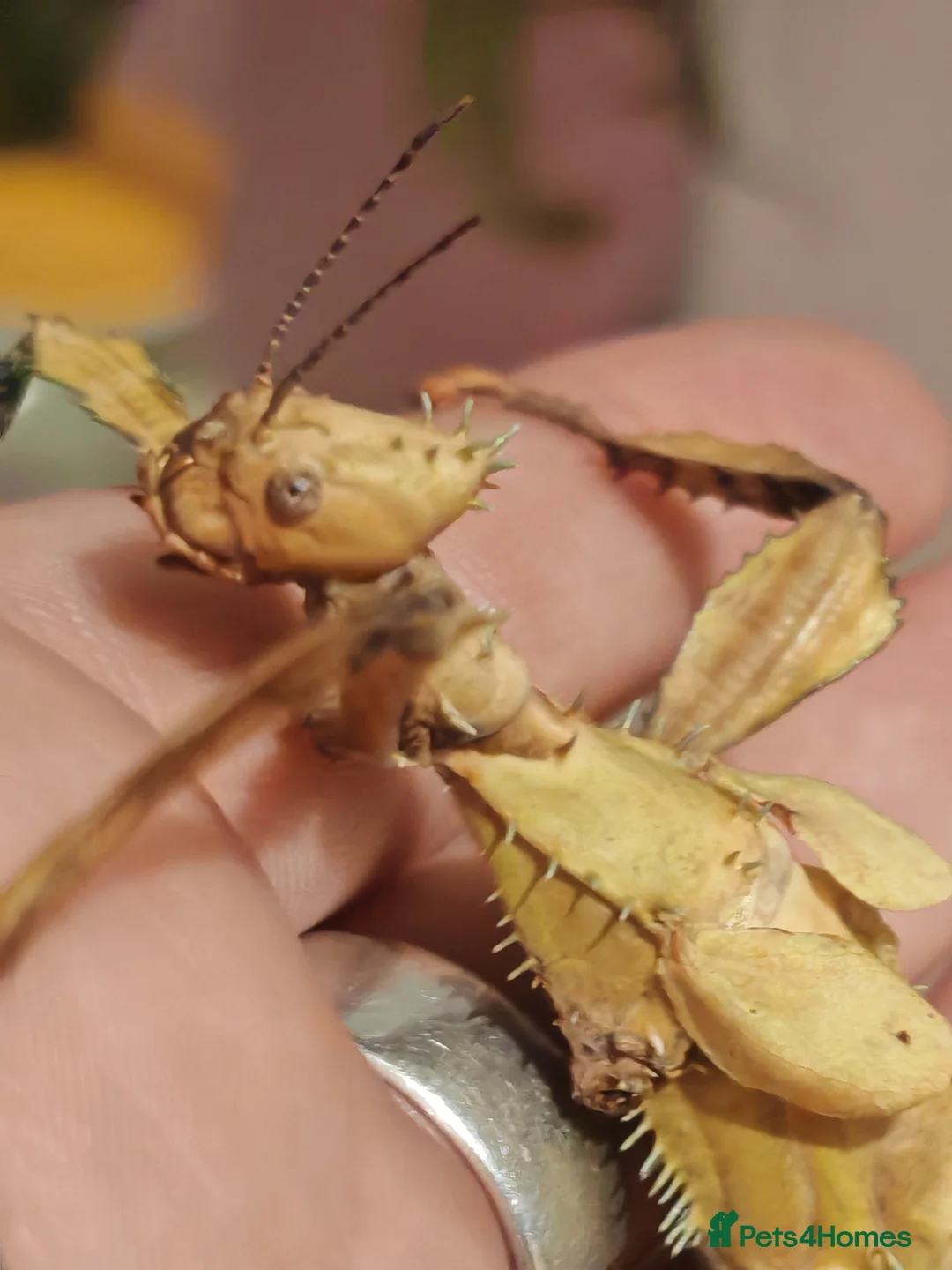 Stick Insects invertebrates for sale: Extatosoma tiaratum, Australian walking stick Eggs - Advert 1