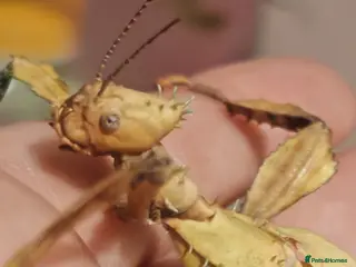 Stick Insects invertebrates Extatosoma tiaratum, Australian walking stick Eggs - Advert 20