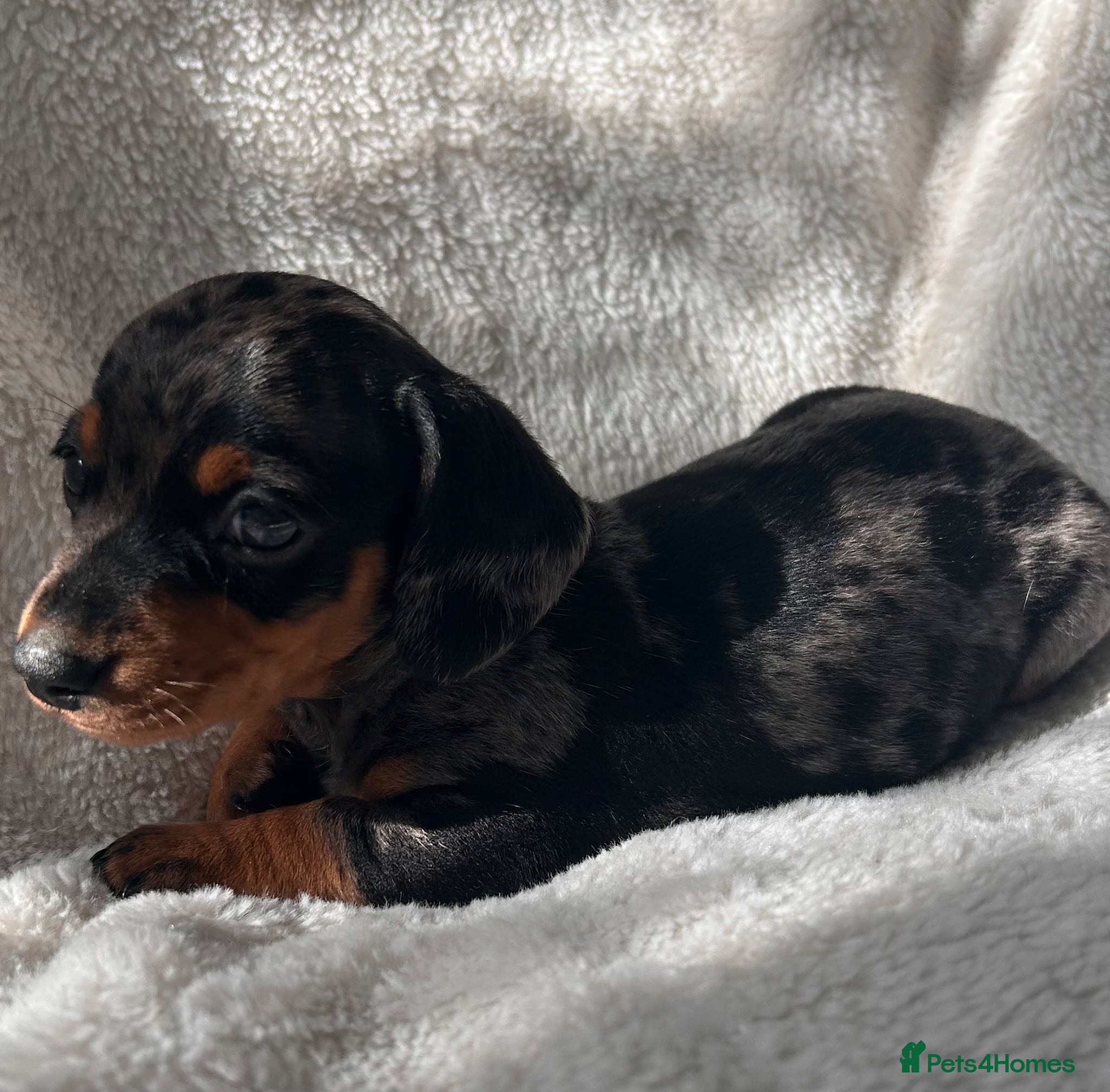Miniature Dachshund dogs Bubbles and Oreo  - Advert 3