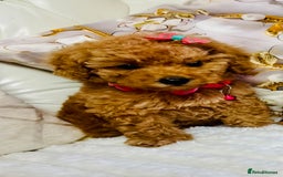 Maltipoo dogs for sale: Exquisite tiny F1 Toy Maltipoo puppies 🐶 🧸  - Image 15