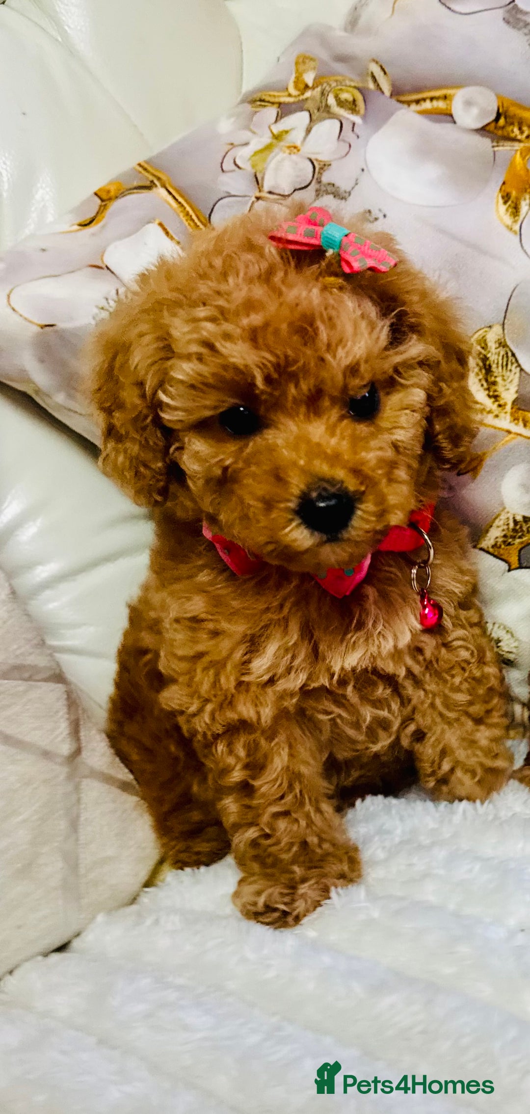 Maltipoo dogs for sale: Exquisite tiny F1 Toy Maltipoo puppies 🐶 🧸  - Image 15
